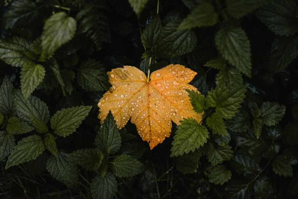 A single yellow leaf with water droplets on it.